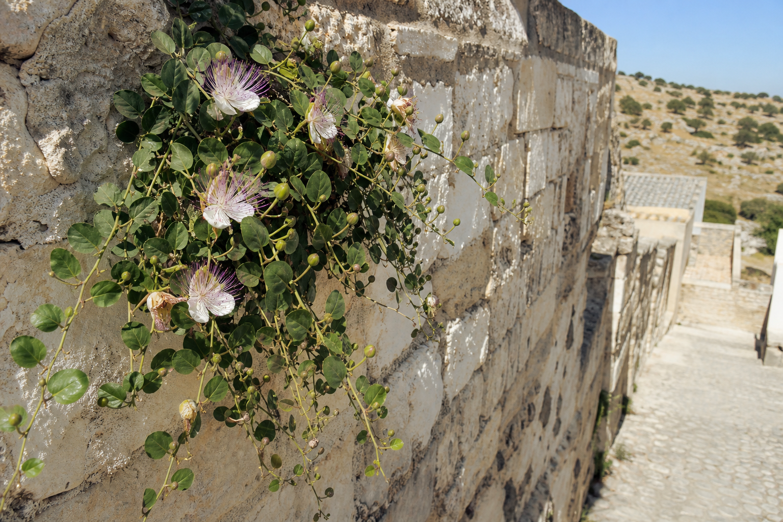Pianta di cappero fiorita tra le pietre di un muro assolato dell Italia meridionale