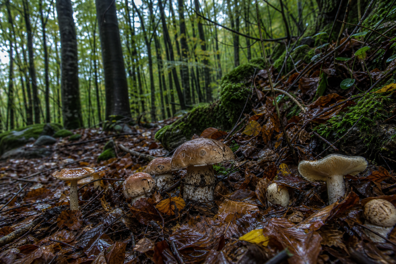 Funghi spontanei sul terreno umido di un bosco autunnale