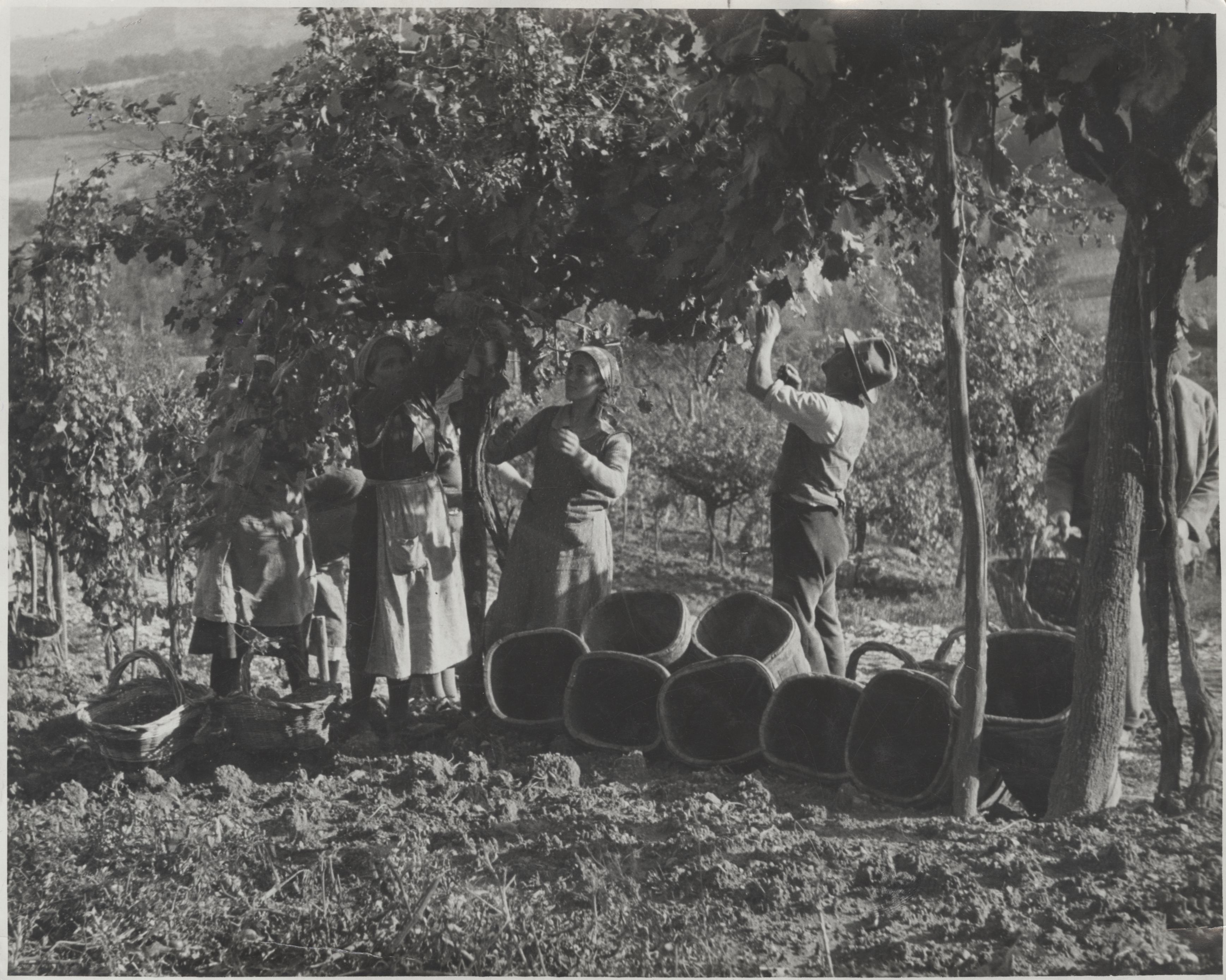 Donne e uomini impegnati nella vendemmia manuale in Italia nel 1940
